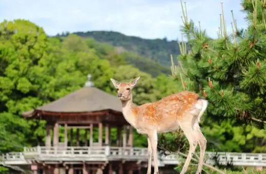 奈良公園（奈良県）