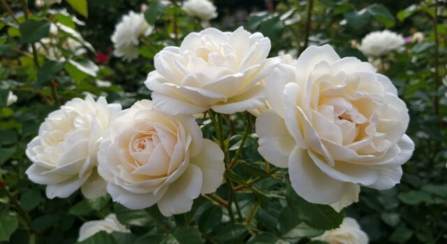 A close-up of large white roses of the Annapurna variety blooming in an outdoor garden.