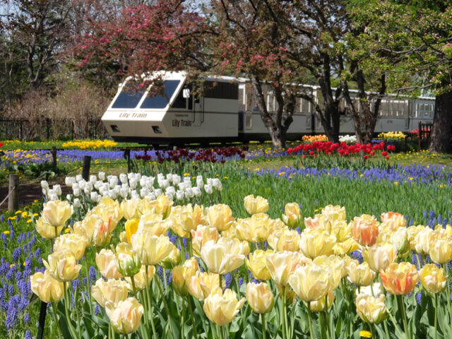 Yuri is Hara Park - The largest flower park in Hokkaido with 6,400 kinds of flowers