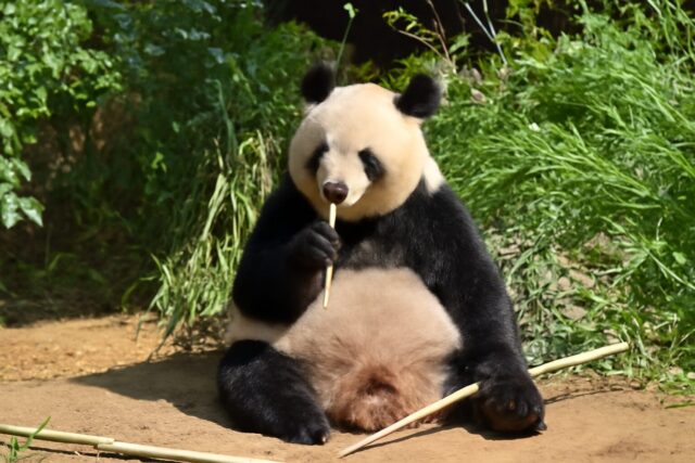 2. 上野動物園(東京都)