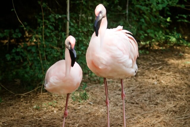 5. 天王寺動物園(大阪府)