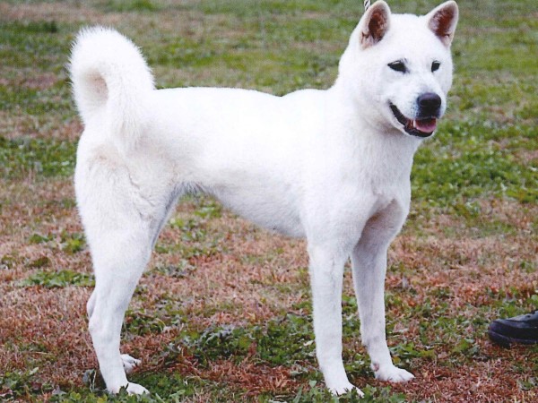  紀州犬（Kishu ken）