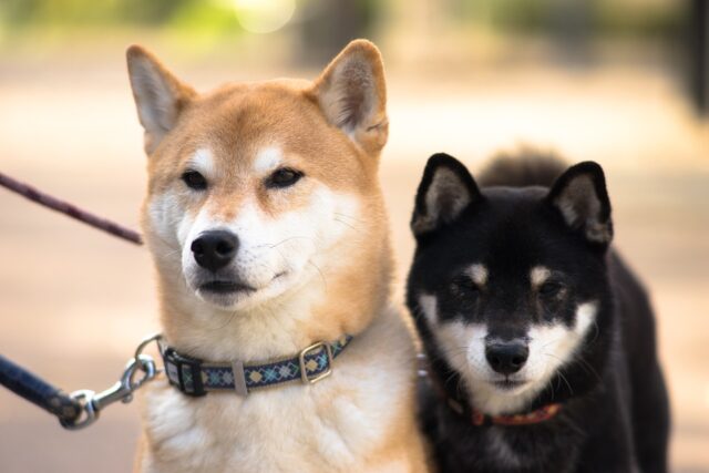 . 柴犬（Shiba Inu）