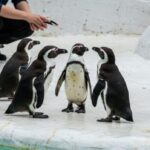 它靠近Sapporo，幕后故事令人惊讶地有趣！ ？引入[Otaru Aquarium]！