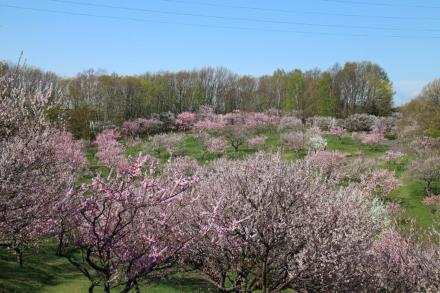 平岡公園 – 北海道最大級の梅林！春の絶景スポット