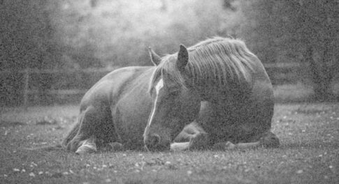 【幻の名馬】トキノミノル——無敗の伝説を残した悲劇の競走馬