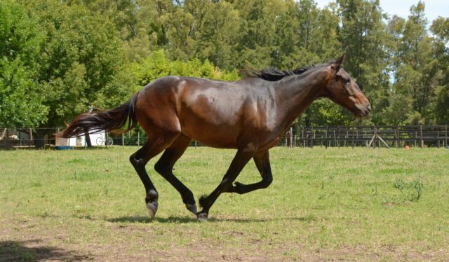 8.オグリキャップが残したもの——日本競馬界への影響