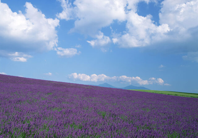 3. 富良野 – 紫色のラベンダーと、美瑛の風景に感動する