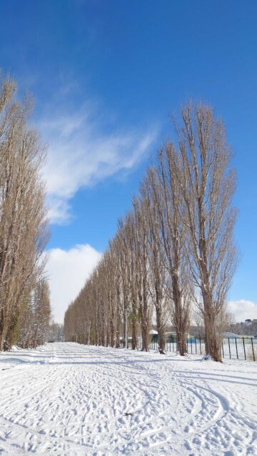 北海道大学は観光スポットとしても最高!