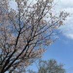 静内の桜並木とグルメ4選 - 春の北海道絶景と美味しさに包まれる旅