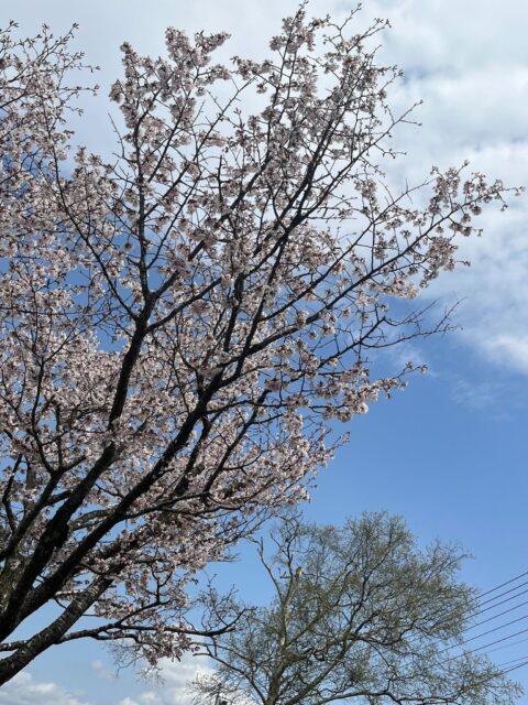 静内の桜並木とグルメ4選 - 春の北海道絶景と美味しさに包まれる旅