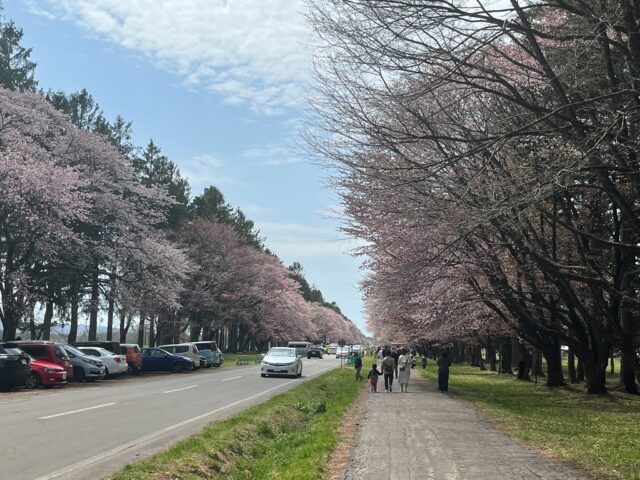 20 인 도로 벚꽃 나무 - 約7キロメートルの桜トンネルを歩く