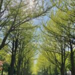 「大志を抱け！」北海道大学の歴史と自然を巡る完璧ガイド
