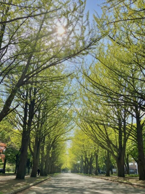 「大志を抱け！」北海道大学の歴史と自然を巡る完璧ガイド