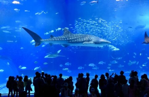 【海に癒されたいあなたへ】大阪・海遊館と心がととのう周辺スポット完全ガイド
