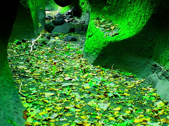 🌿 支笏湖 苔の回廊(夏、朝6時の森)