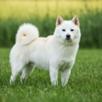 「あなたのそばに、ずっといたい」ー北海道犬ーが教えてくれた本物の絆という宝物