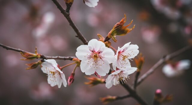 寒桜（かんざくら）
