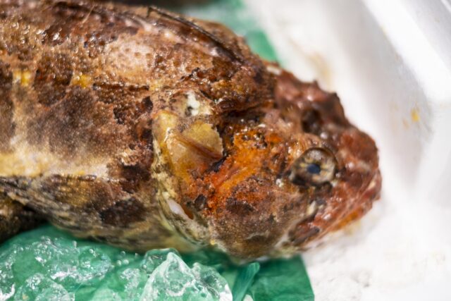 🐡 鍋をも壊す!?カジカ鍋とは?
