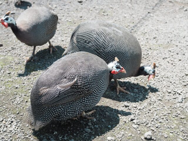 🦃 “食鳥の女王”と呼ばれる理由──ホロホロチョウのすごさ