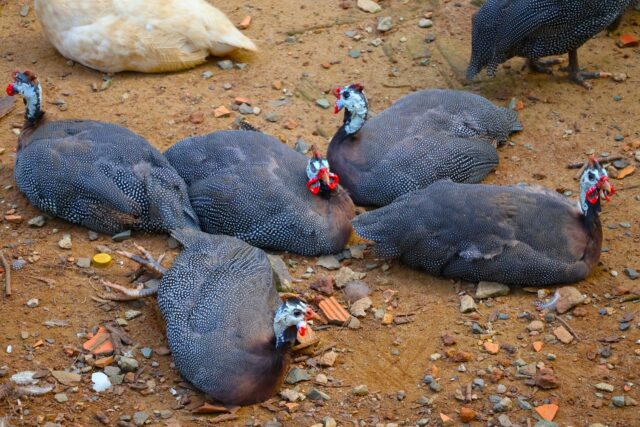 🍽 ホロホロチョウのお勧めの食べ方【プロのシェフも認めた5選】