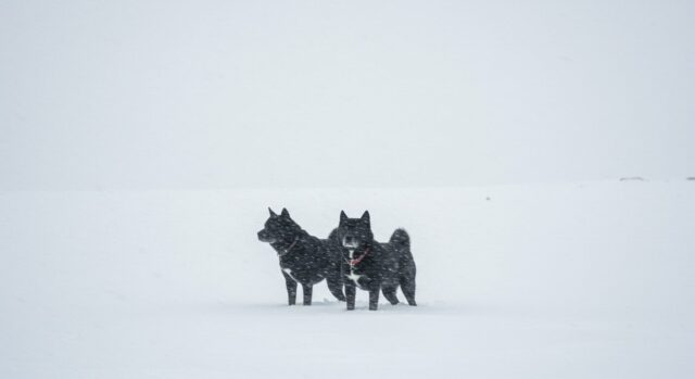 『南極物語』（1983）→『Eight Below』（2006）