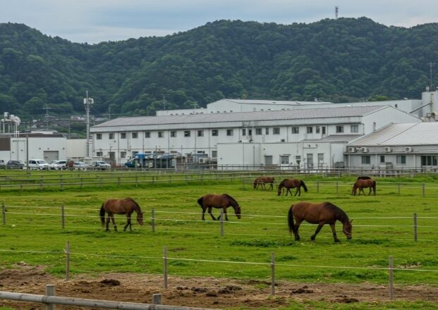 熊本=馬刺しの聖地。原因是什么?