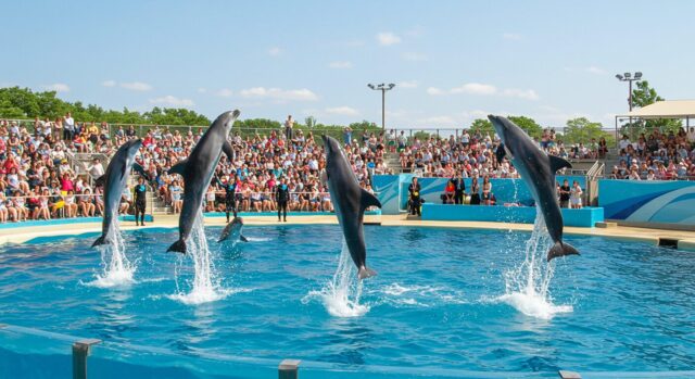 【なぜ日本の水族館は“癒し”の観光地なのか?】