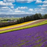 【北海道・富良野】"心の奥"に灯る光──ニングルテラス、青い池、ファーム富田、四季彩の丘へ