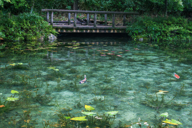 4. モネの池(名もなき池)