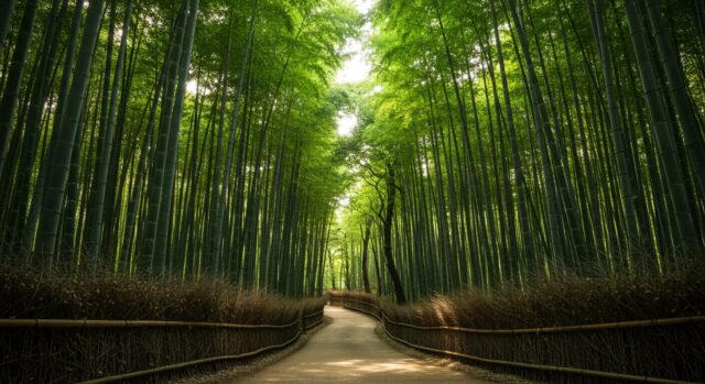 竹林の小径(京都府)