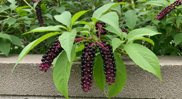 身近にある毒草の特色などのまとめ（一覧表）