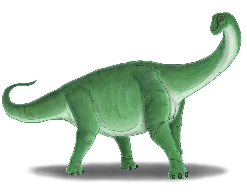 ③ フクイティタン・ニッポネンシス（Fukuititan nipponensis）